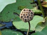 Nelumbo caspica. Зрелый плод. Краснодарский край, станица Старонижестеблиевская, старица Ангелинского ерика. 25.08.2011.