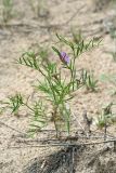 Astragalus arenarius