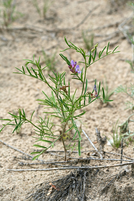 Изображение особи Astragalus arenarius.