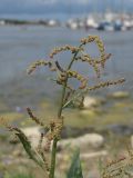 Atriplex micrantha