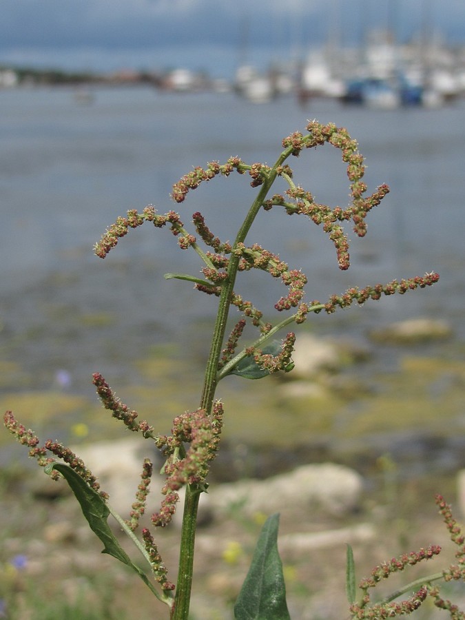 Image of Atriplex micrantha specimen.