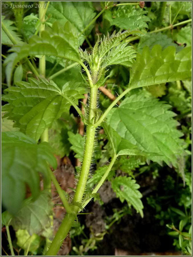 Изображение особи Urtica dioica.