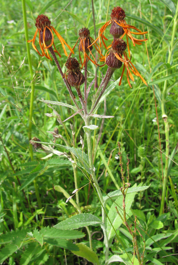 Image of Tephroseris flammea specimen.