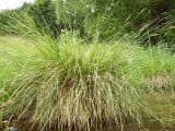 Carex paniculata. Плодоносящее растение в воде у берега. Курская обл., г. Железногорск, вдхр. на р. Погарщина. 5 июля 2007 г.