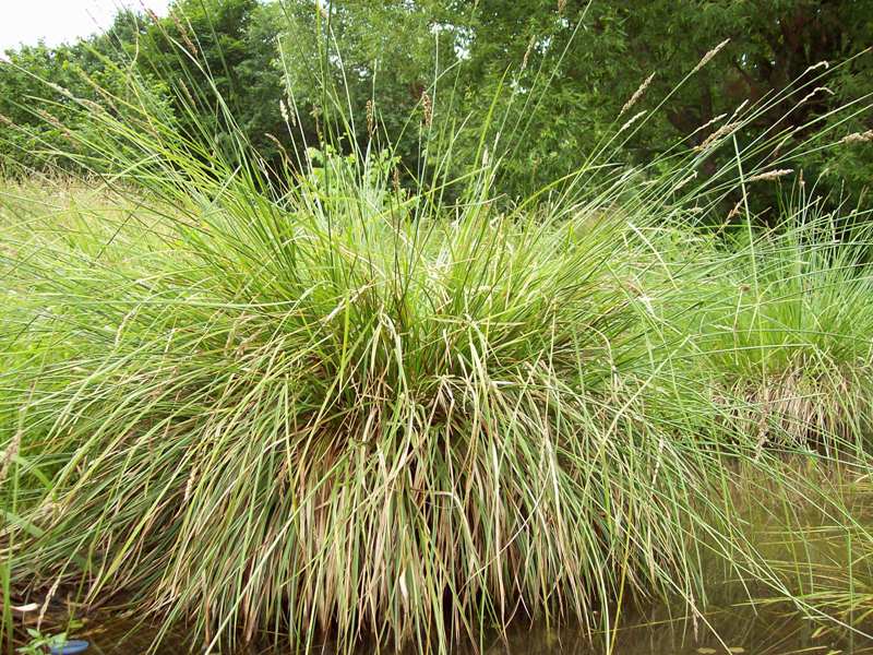 Изображение особи Carex paniculata.