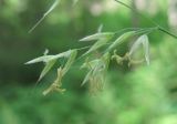 Calamagrostis arundinacea. Часть соцветия. Архангельская обл., Вельский р-н, лес. 19.07.2011.