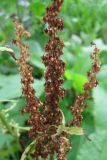 Rumex sylvestris