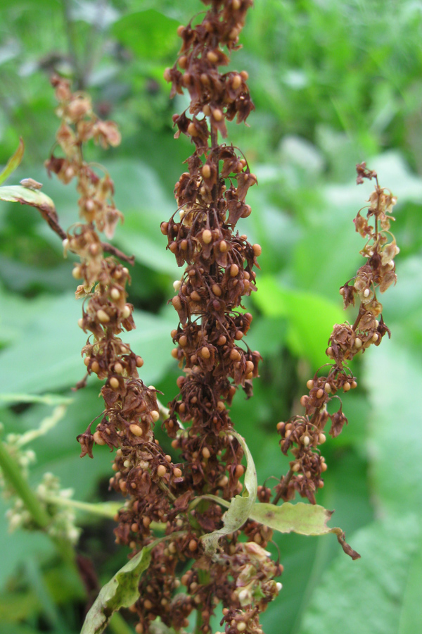 Изображение особи Rumex sylvestris.