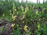 Pedicularis sceptrum-carolinum