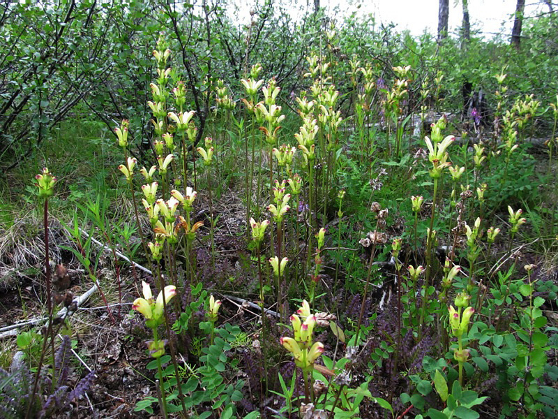 Изображение особи Pedicularis sceptrum-carolinum.