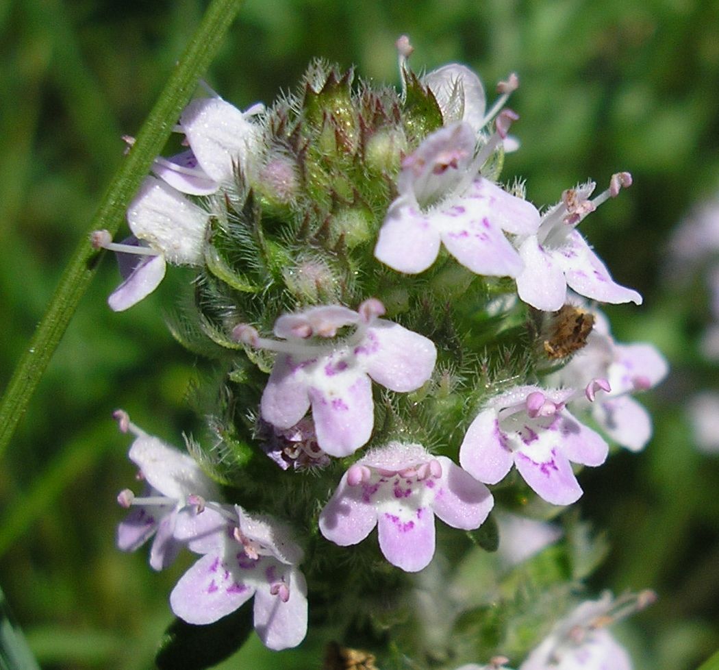 Изображение особи Thymus marschallianus.