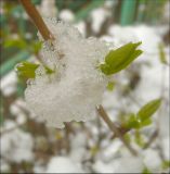 Lonicera tatarica. Распускающиеся почки. Черноморское побережье Кавказа, г. Новороссийск, в культуре. 19 января 2012 г.