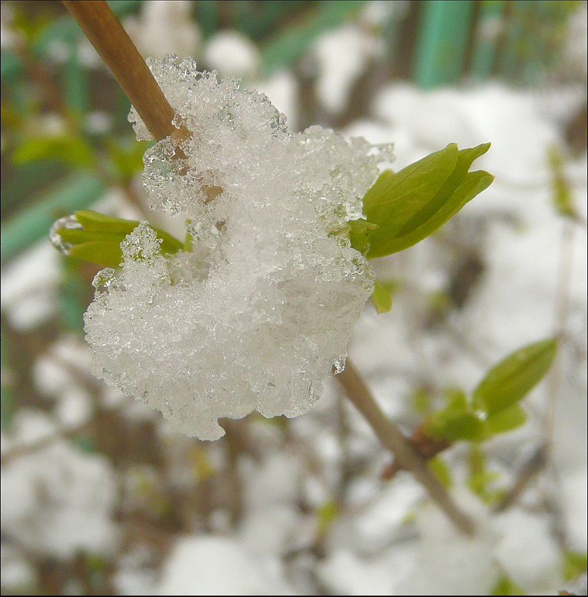 Изображение особи Lonicera tatarica.