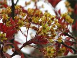 Acer platanoides