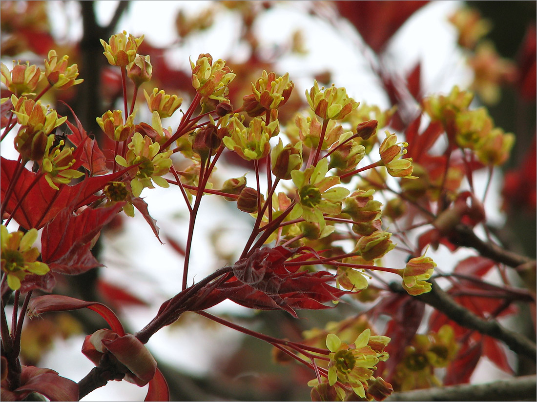 Image of Acer platanoides specimen.