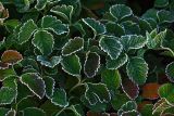 Duchesnea indica. Листья в инее. Московская обл., Раменский р-н, окр. дер. Хрипань, дачный участок. 21.09.2007.