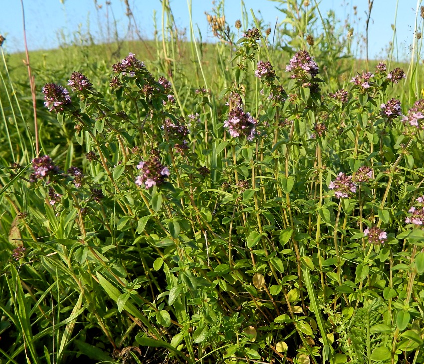 Изображение особи Thymus pulegioides.