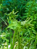 род Athyrium. Молодые вайи. Июль 2009 г.