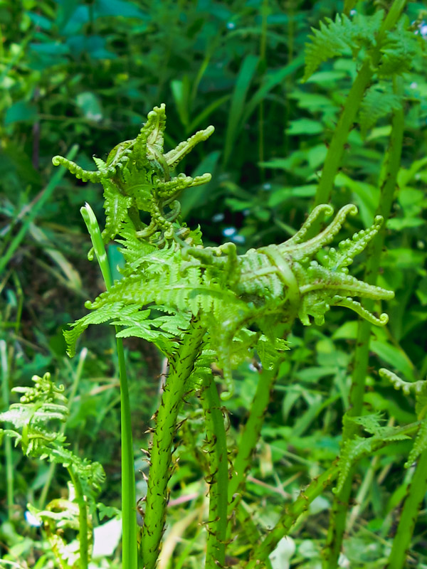 Изображение особи род Athyrium.