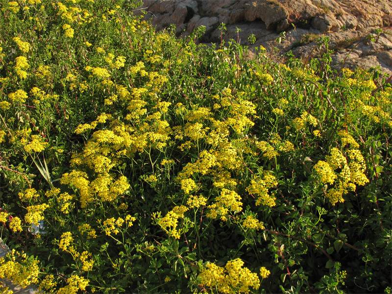 Изображение особи Senecio angulatus.