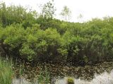 Myrica gale. Растения на мелководье небольшого озера. Нидерланды, провинция Drenthe, национальный парк Drentsche Aa, заказник Gasterse Duinen. 2 сентября 2007 г.