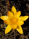 Crocus angustifolius