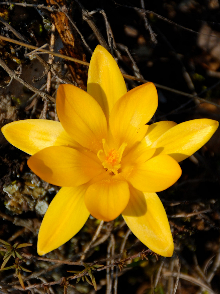 Изображение особи Crocus angustifolius.