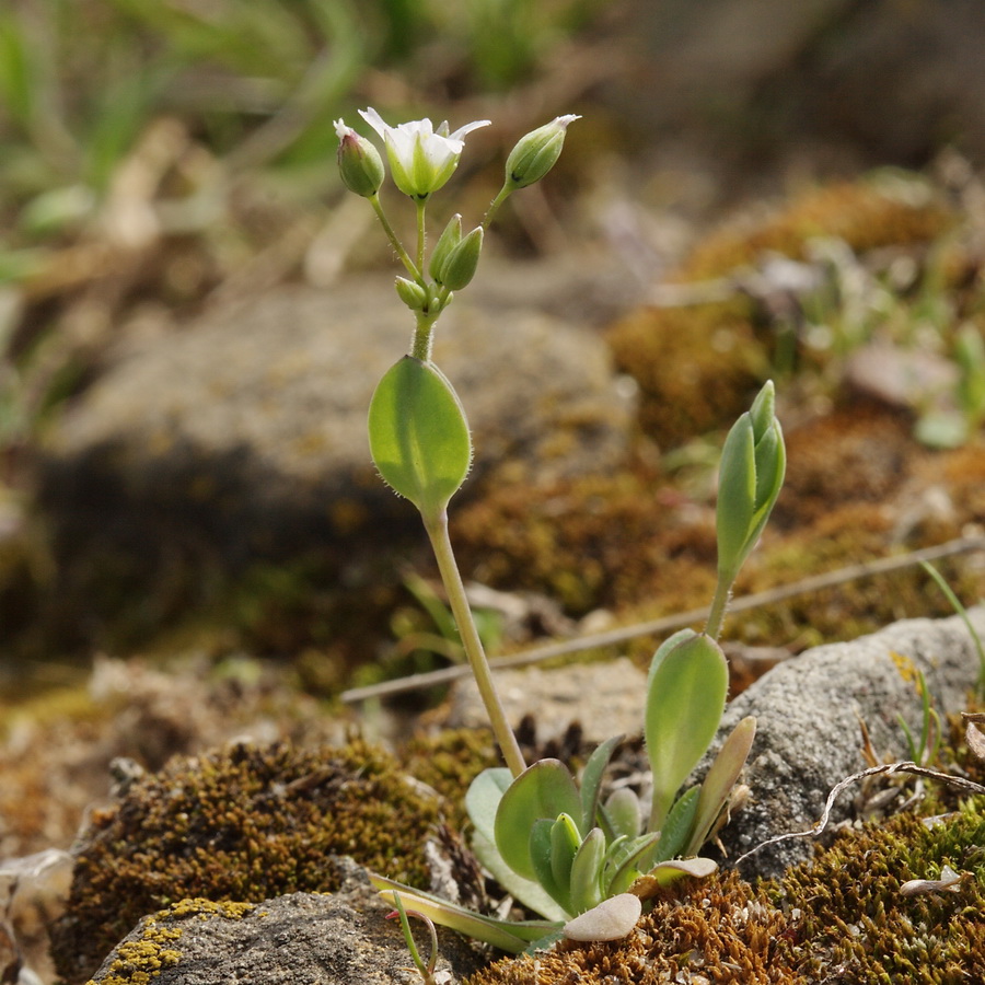 Image of Holosteum umbellatum specimen.