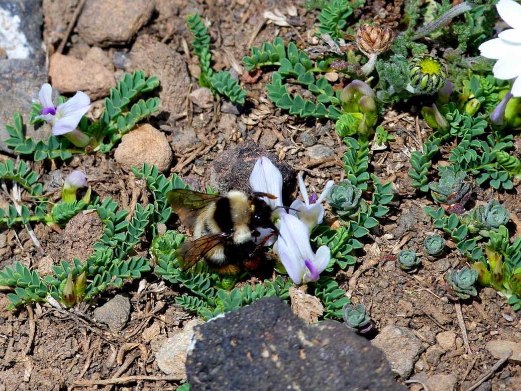 Изображение особи Astragalus gezeldarensis.