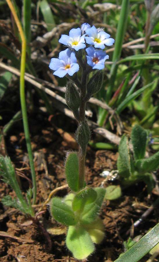 Изображение особи Myosotis incrassata.