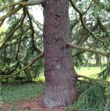 Cedrus deodara. Нижняя часть ствола и основания скелетных ветвей старого дерева. Германия, г. Viersen, в парке. 03.05.2012.