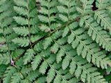 Dryopteris carthusiana