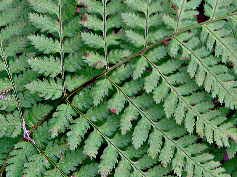 Image of Dryopteris carthusiana specimen.