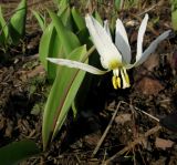 Erythronium krylovii