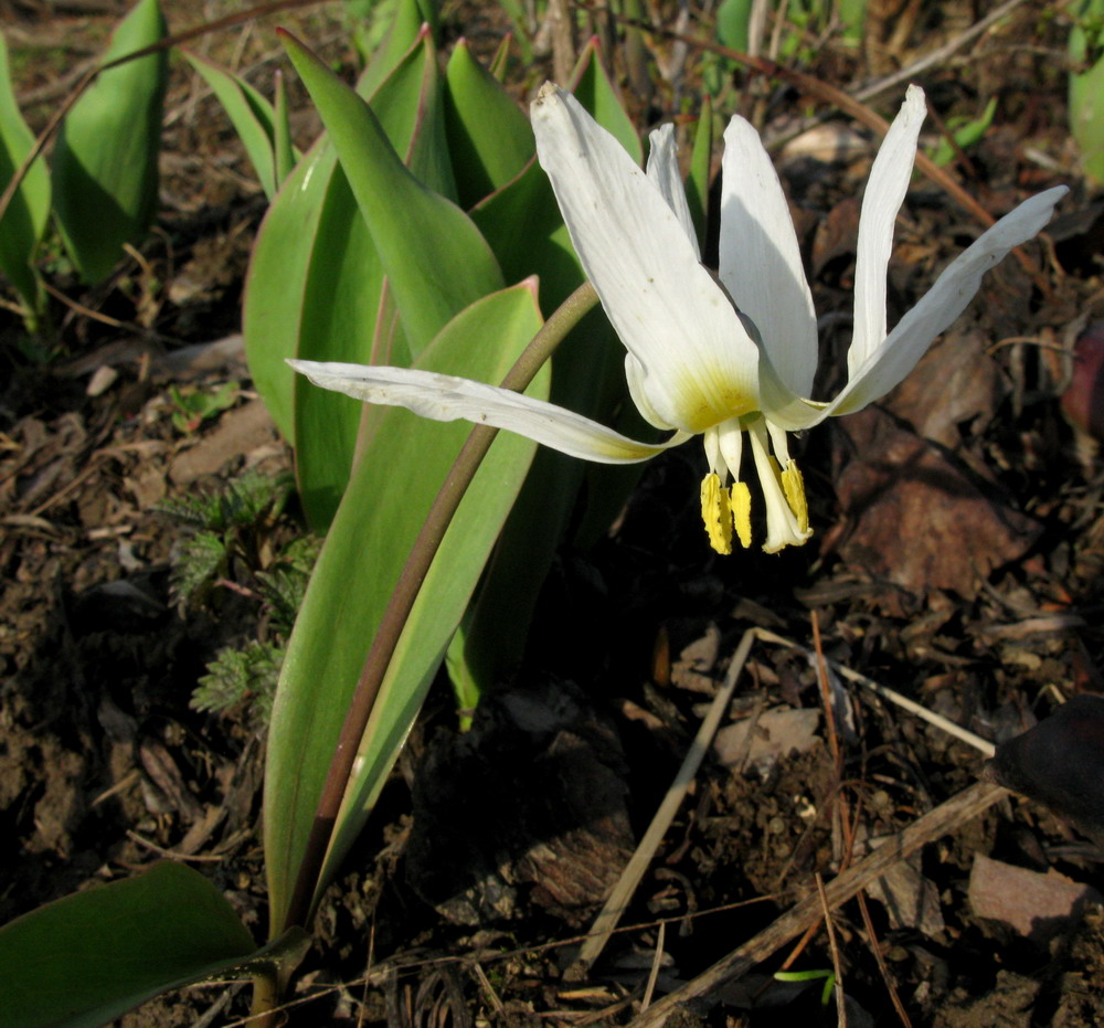 Изображение особи Erythronium krylovii.