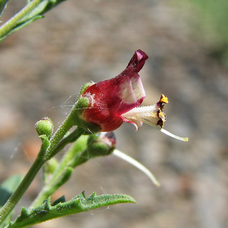 Изображение особи Scrophularia donetzica.