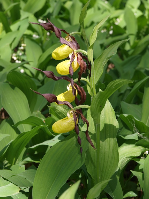 Image of Cypripedium calceolus specimen.