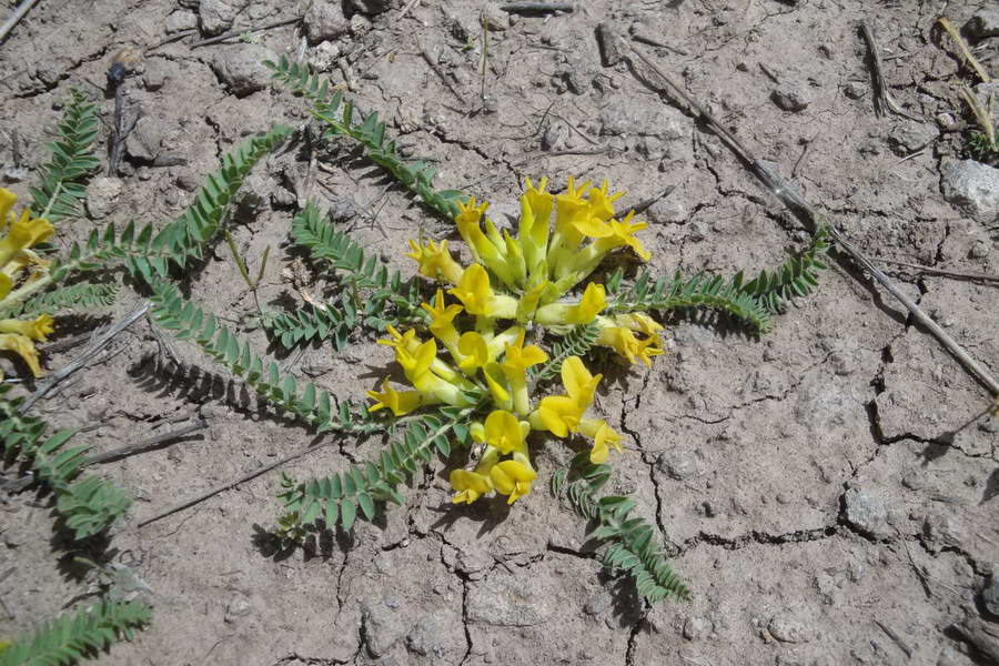 Image of Astragalus pinetorum specimen.