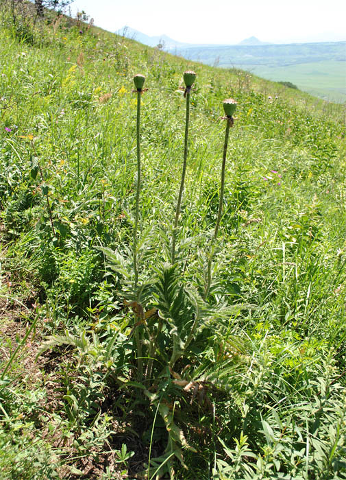 Image of Papaver bracteatum specimen.