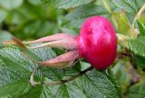 Rosa rugosa