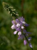 Galega officinalis