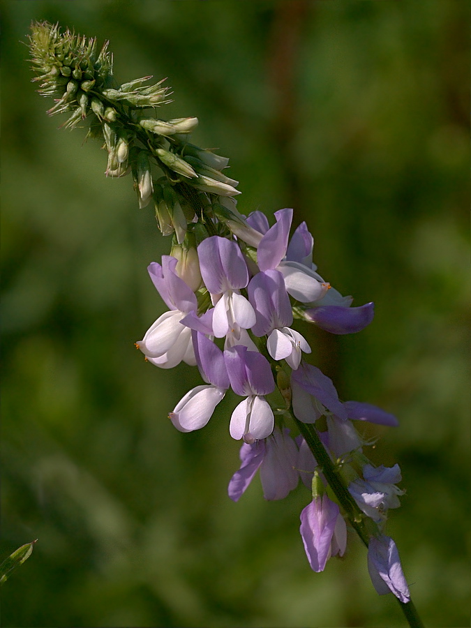 Image of Galega officinalis specimen.