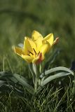 Tulipa lemmersii