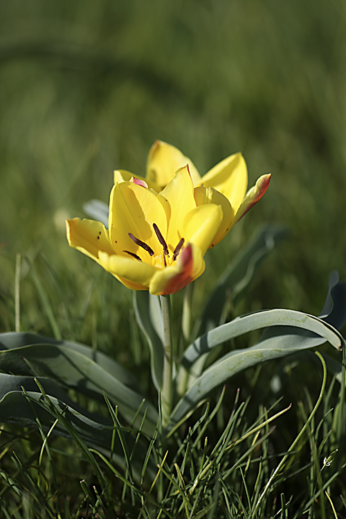 Изображение особи Tulipa lemmersii.