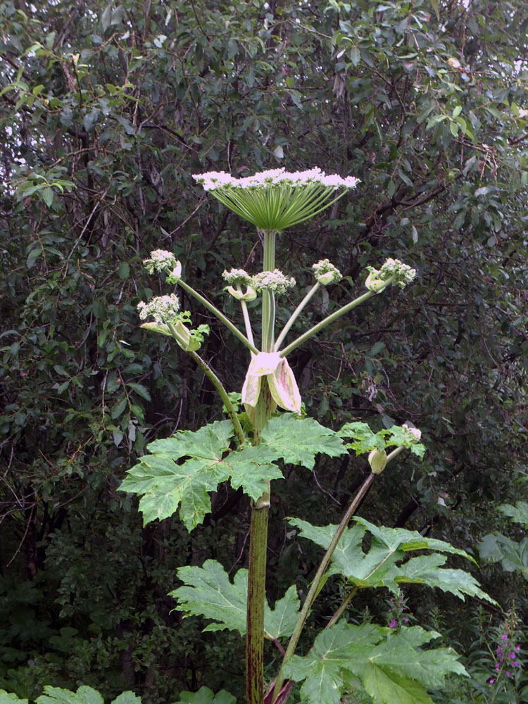 Изображение особи Heracleum sosnowskyi.