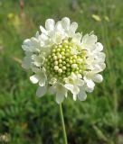 Scabiosa ochroleuca