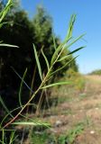 Artemisia dracunculus