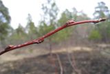 Malus baccata