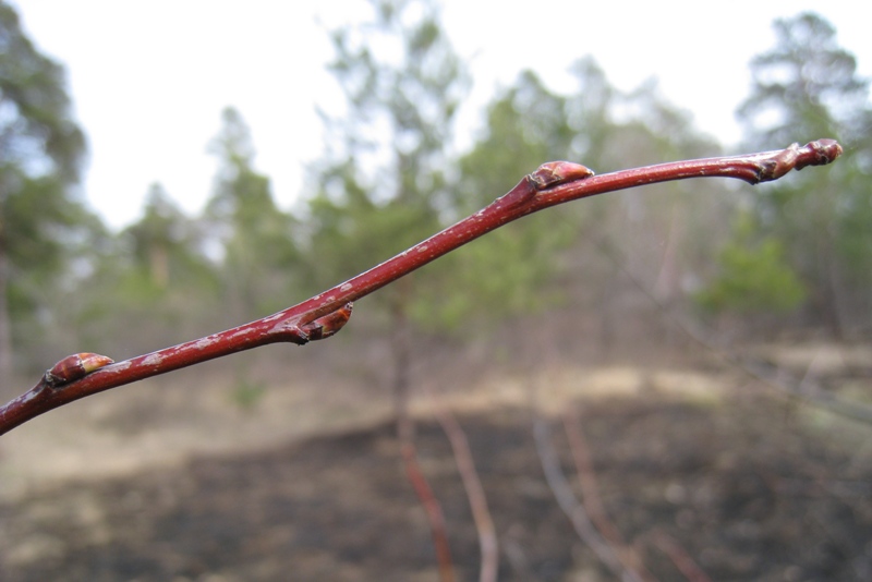 Image of Malus baccata specimen.