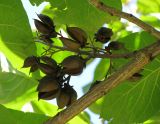 Paulownia tomentosa. Прошлогоднее соплодие. Австрия, Вена, парк Зигмунд-Фройд. 10.09.2012.